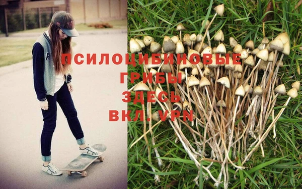 хмурый Аркадак